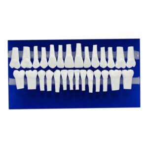 مدل دندان آموزشی | Ortho Organaizers